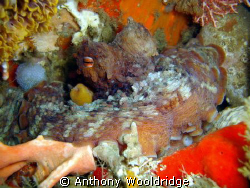 An octopus at the mouth of a small crevice by Anthony Wooldridge 